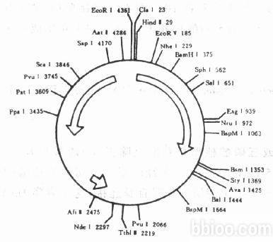 分子克隆和質(zhì)粒載體構建服務